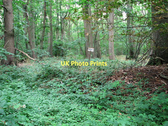 Photo 6"x4" View into Bear's Grove, Wroxham Salhouse c2011