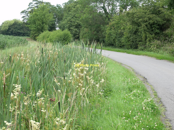 Photo 6"x4" Bulrushes in drain Gayton le Marsh c2011