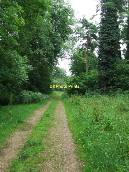 Photo 6"x4" Green Forest Track Great Hockham c2011