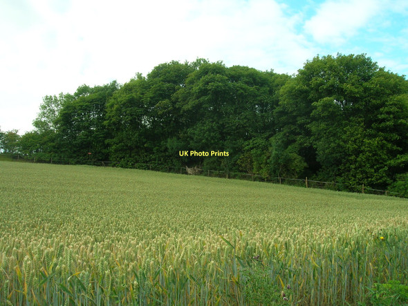 Photo 6"x4" Fox Covert South Ferriby c2011