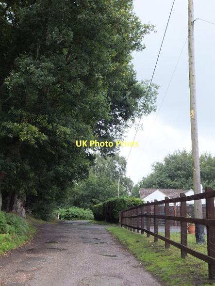 Photo 6"x4" Track to Mount Pleasant and Whitmoor Common Worplesdon c2011 P1