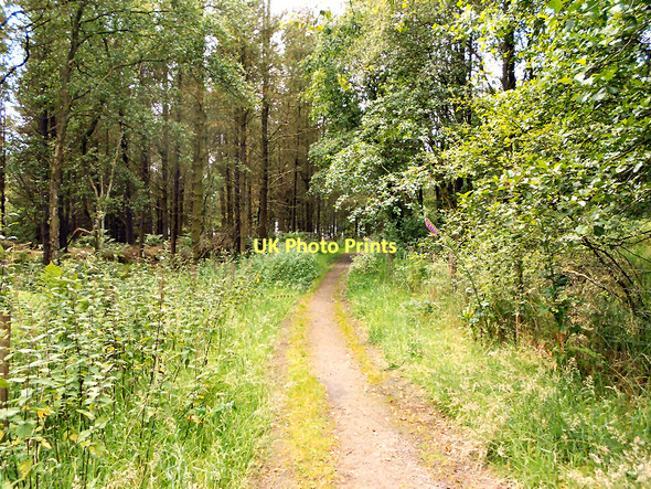 Photo 6"x4" Path through Charter's Moss Plantation Cadshaw c2011