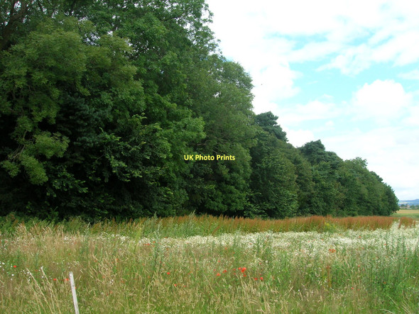 Photo 6"x4" Willwick Hill Plantation Whitton\/SE9024 c2011