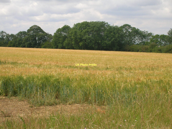 Photo 6"x4" Farmland near Alkborough Alkborough c2011