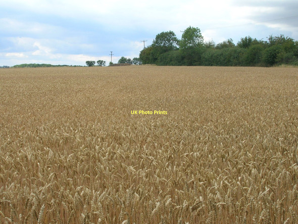 Photo 6"x4" Farmland, Coleby Coleby\/SE8919 c2011