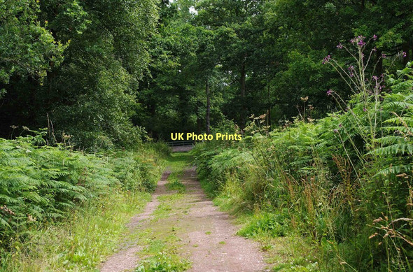 Photo 6"x4" Track in Chaddesley Woods, looking towards Woodcote Green Lane Bournes Green\/SO9174 c2011