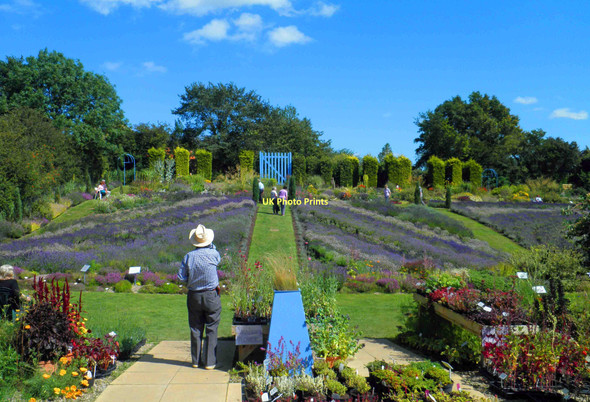 Photo 6"x4" Yorkshire lavender farm Terrington c2011