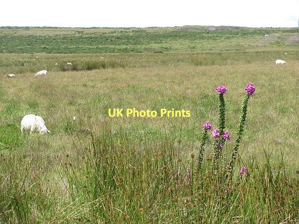 Photo 6"x4" The Common, Clee Hill Cornbrook c2011