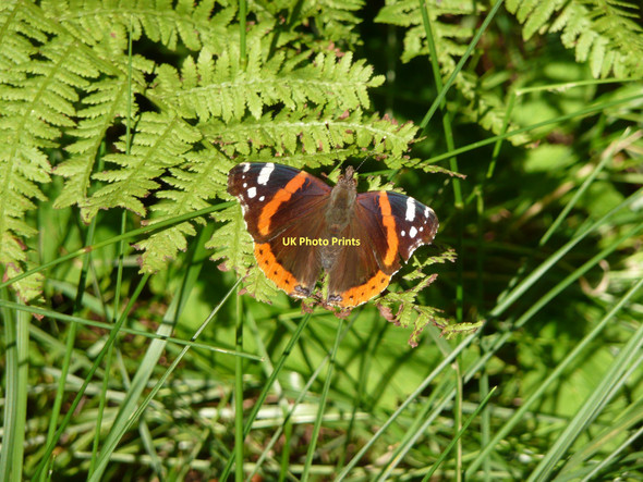 Photo 6"x4" Red Admiral sunbathing in Broad Bottom Wood, Mytholmroyd Hebden Bridge c2011