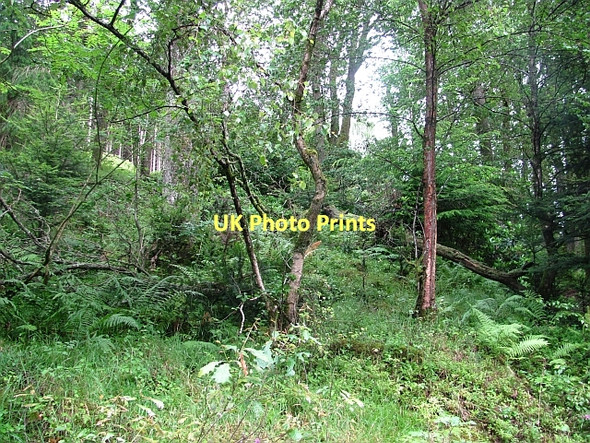 Photo 6"x4" Birnam Wood Birnam c2011