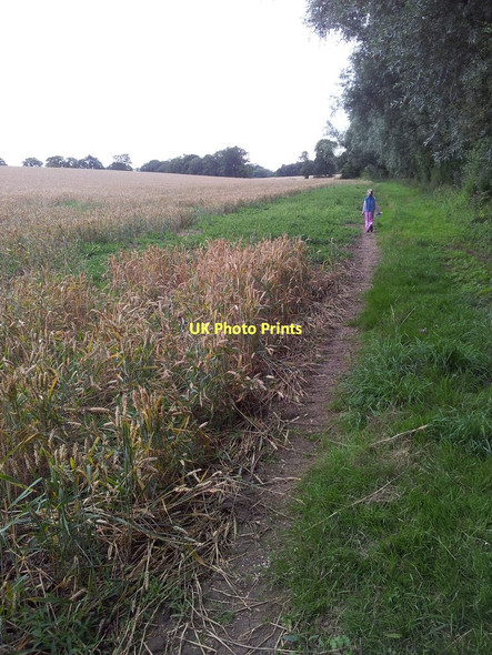 Photo 6"x4" Footpath and wheat fields 2 Ellough c2011