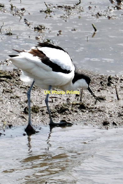 Photo 6"x4" An Avocet at Titchwell - RSB reserve Titchwell c2011