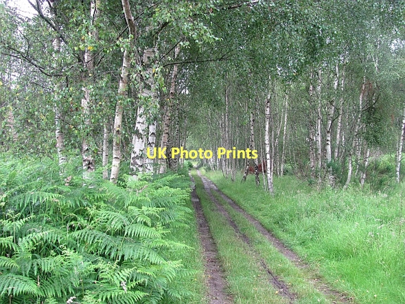 Photo 6"x4" Old Military Road Inver\/NO0142 c2011