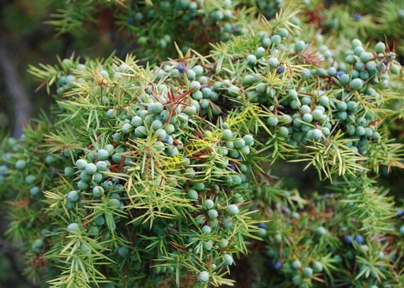Photo 6"x4" Juniper, Levin Down Charlton\/SU8812 c2009