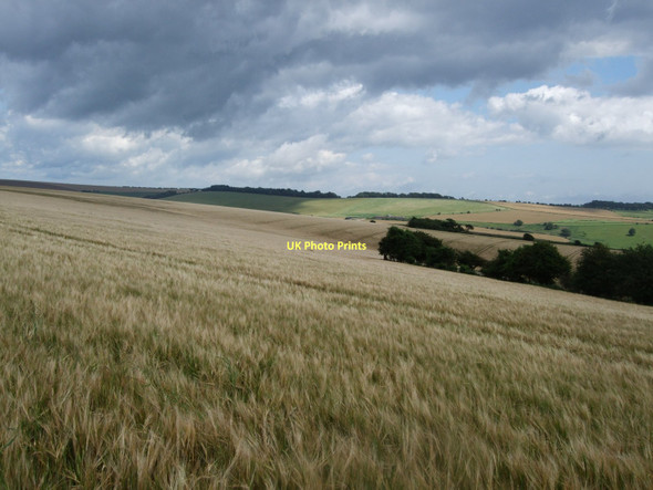 Photo 6"x4" Barley Fields north of the Chattri Pyecombe c2011