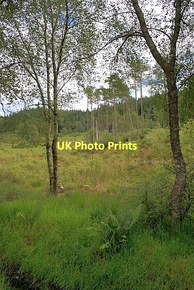 Photo 6"x4" Woodland near Duchray Cottage Kirkton\/NN5100 c2011