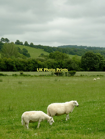 Photo 6"x4" Grazing west of Llangeitho, Ceredigion Llangeitho c2011 P1