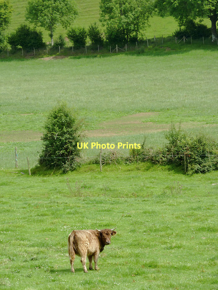 Photo 6"x4" Grazing near Olmarch, Ceredigion Cockshead c2011