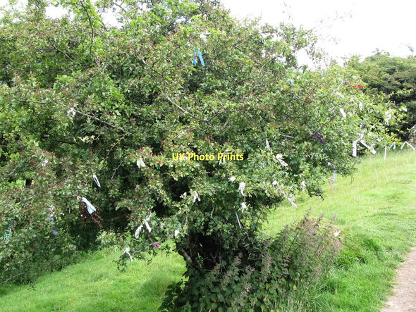 Photo 6"x4" Wishing Tree on the path to Loughcrew Drumone c2011
