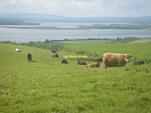 Photo 6"x4" Torpid cattle with the Moy Estuary mouth beyond Inishcrone c2011
