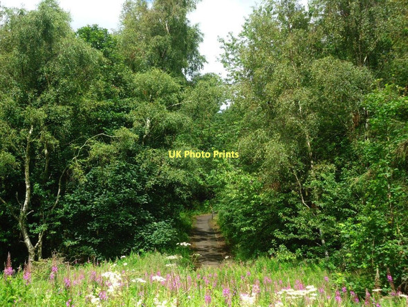 Photo 6"x4" Cumbernauld, Westfield Woods Blackwood\/NS7274 c2011