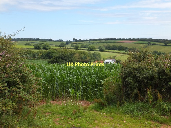 Photo 6"x4" Field of maize near Stokehouse Trinity\/SS9905 c2011