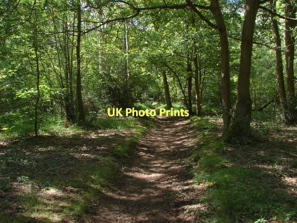 Photo 6"x4" Horsell Moor Woking c2011
