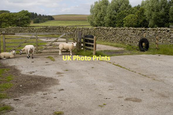 Photo 6"x4" Cattle Grid near Way Gill Farm Winterburn c2011