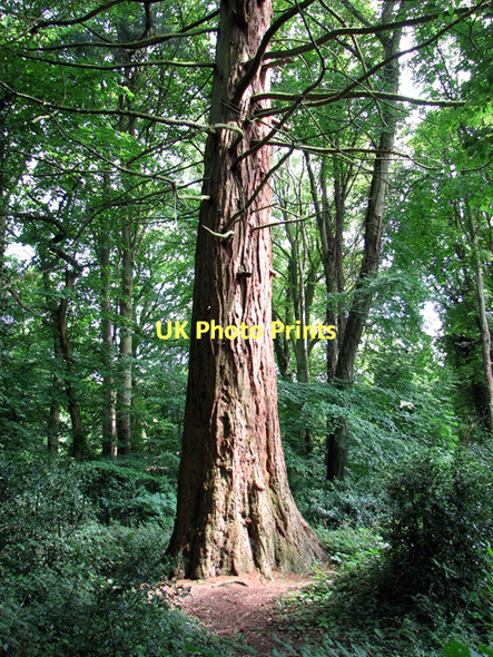 Photo 6"x4" Redwood tree on the edge of Belmore Plantation, Thorpe St Andrew Thorpe End c2011