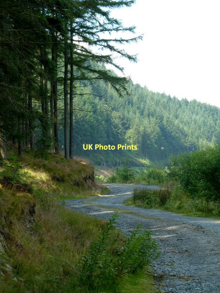 Photo 6"x4" Forest track, Llanerchi Wood Elan Village c2011