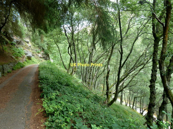 Photo 6"x4" Track through trees Elan Village c2011