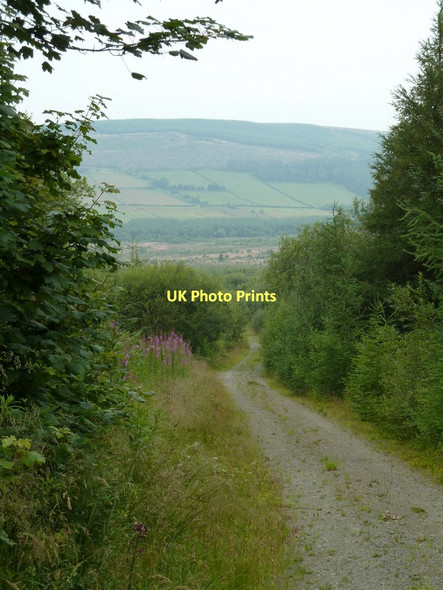 Photo 6"x4" Forest track Bwlch-y-sarnau c2011