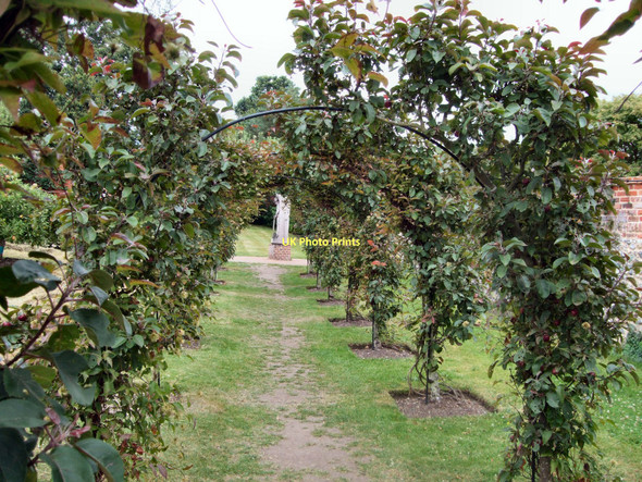 Photo 6"x4" Archway of Wisteria - Grey's Court Broadplat c2011