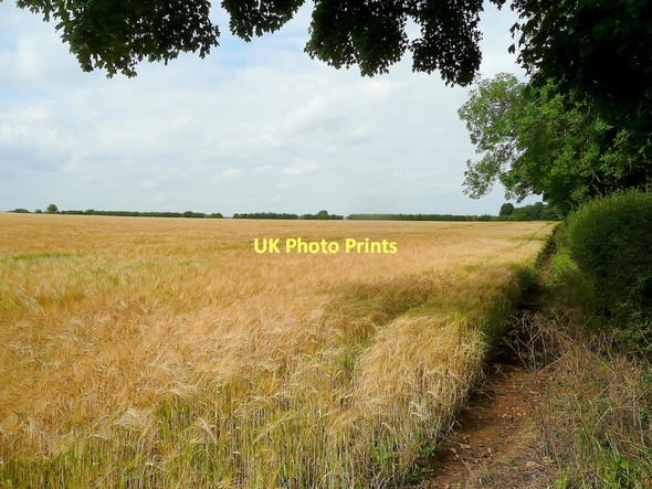 Photo 6"x4" Ripening barley Winson\/SP0908 c2011