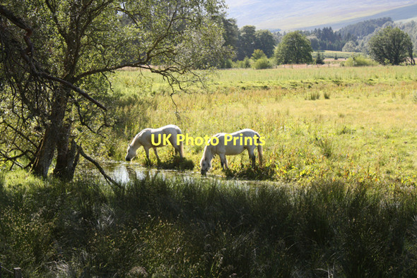 Photo 6"x4" Highland ponies at Ardverikie Kinloch Loggan c2011