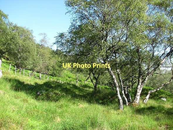 Photo 6"x4" Dubh Choille Duchally Lodge c2011