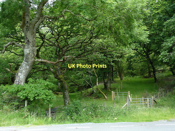 Photo 6"x4" Woodland by Nant Lledwenau, Ceredigion Pont-rhyd-y-groes c2011