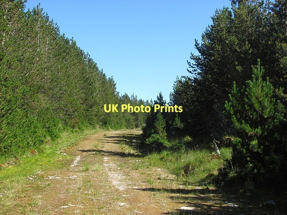 Photo 6"x4" Forest track, Glen Fiag Fiag Plantation c2011
