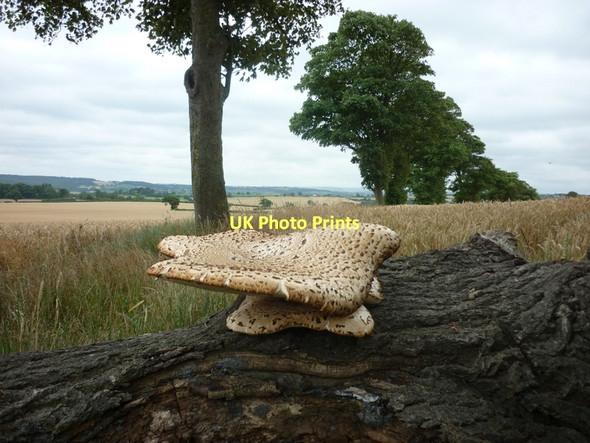 Photo 6"x4" Fungi, Bar Lane Midgley\/SE2714 c2011 P1