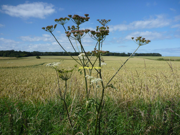 Photo 6"x4" East Lothian Landscape : More Roadside Flora On The Scoughall Road Blackdykes\/NT5883 c2011