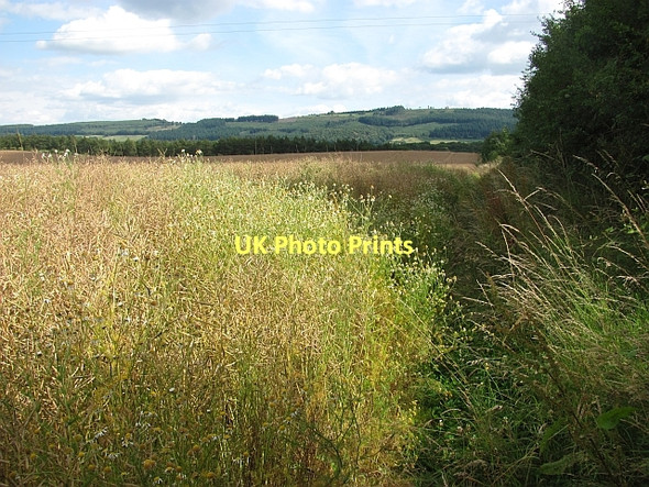 Photo 6"x4" Oilseed rape, Bromfield Duxmoor\/SO4477 c2011