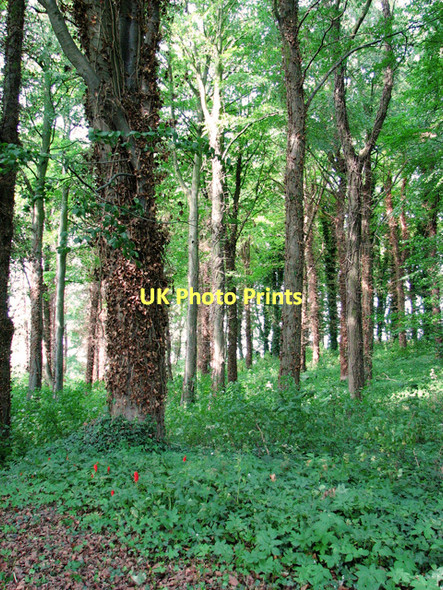 Photo 6"x4" Woodland east of Little Walsingham Great Walsingham c2011 P1
