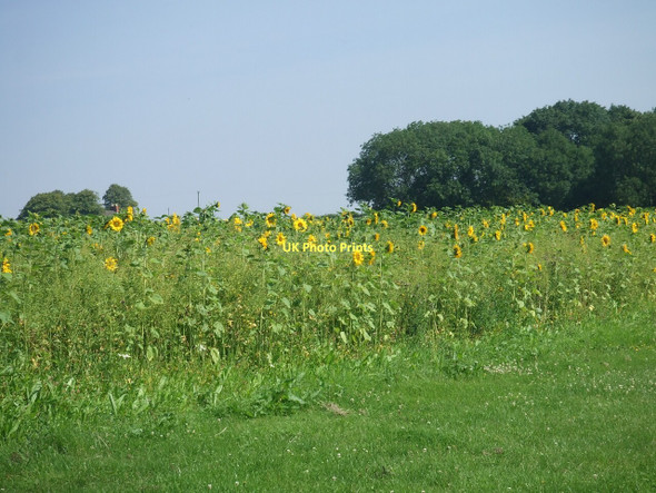 Photo 6"x4" Sunflowers near Benniworth Moor Benniworth c2011