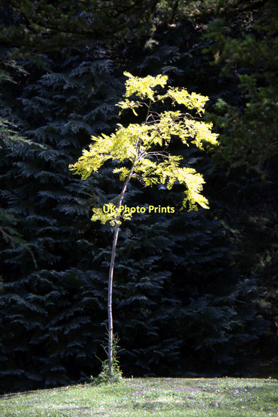 Photo 6"x4" Robinia Tree, Powerscourt, County Wicklow, Ireland Enniskerry c2011