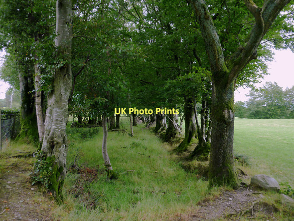 Photo 6"x4" Small wood near Stags Head, Ceredigion Stags Head c2011