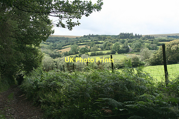 Photo 6"x4" West Buckfastleigh: near Cross Furzes Michelcombe c2011