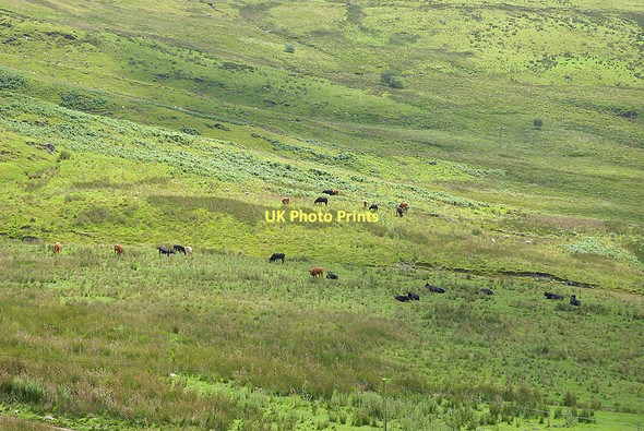 Photo 6"x4" Cattle below Nant-y-moch dam Nant-y-moch Reservoir c2011