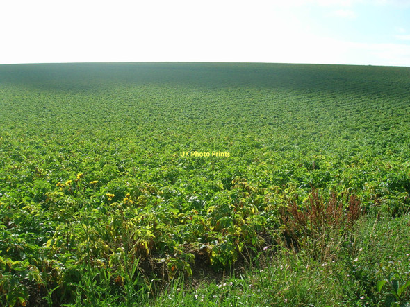 Photo 6"x4" Farmland off Race Lane Burnham\/TA0517 c2011