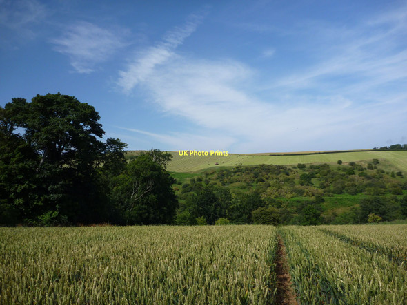 Photo 6"x4" East Lothian Landscape : Down The Hill to The Valley Of The Dry Burn Innerwick\/NT7274 c2011