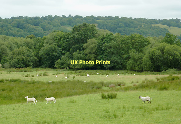Photo 6"x4" Grazing in the Aeron Valley south-west of Llangeitho, Ceredigion Capel Betws Lleucu c2011